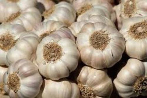 Creamy Garlic, For Human Consumption, Cooking, Certification : IEC, FSSAI, GST Certification