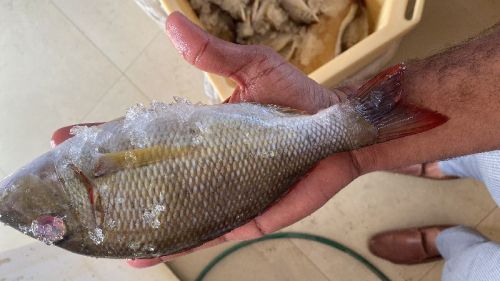 Emperor Fish, For Cooking, Food, Packaging Type : Thermocole Box