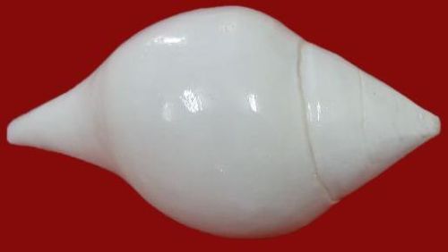 Small Edampuri Sangu, Size : Kce