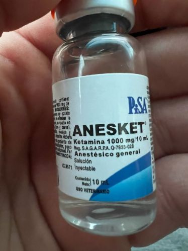 Glass Veterinary Medicines Anesket Vials, Capacity : 5-10ml