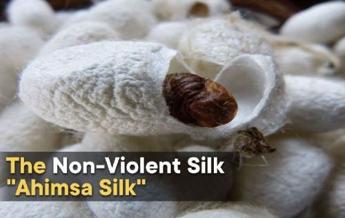 Ahimsa Silk Cocoons, For Hand Spinning, Packaging Type : Vacuum Packed