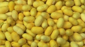 Yellow Mulberry Silk Cocoons, For Hand Spinning, Purity : 99.99%