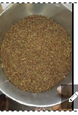 Sesbania Seeds, Color : Green