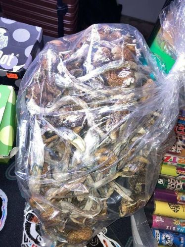 Mushroom, Packaging Type : Fresh, Grey, Light Brown