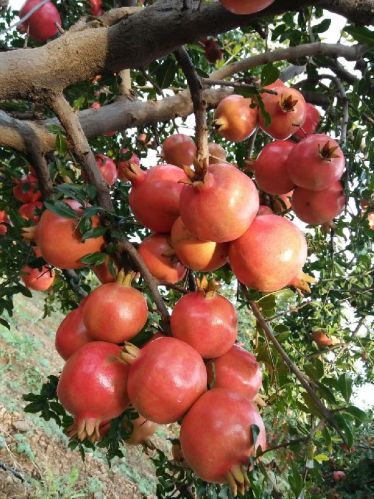 Pomegranate Plants, For Making Juice, Color : Red