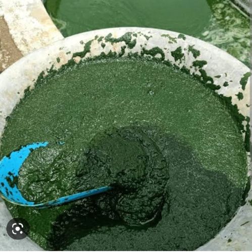 Organic Spirulina Powder, For Pharma Food, Packaging Size : 1-10kg