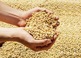 Organic Soya Beans, Packaging Type : Creamy, Packaging Size : 50kg
