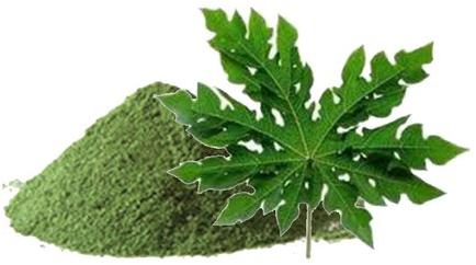 Organic Papaya Leaves Powder, Packaging Type : Plastic Pack