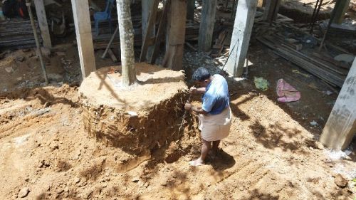 Nellickal Nursery Tree Transplantation in Kerala India, Color : Green