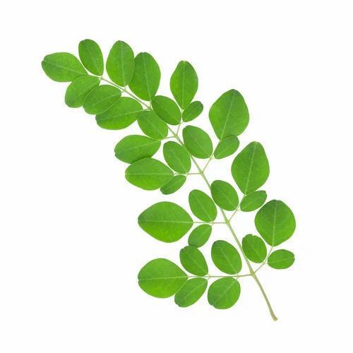 Green Natural Fresh Moringa Leaves, For Medicine, Cosmetics