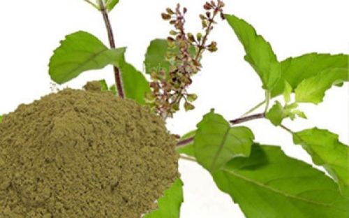 Organic Tulsi Leaves Powder, Packaging Size : 10-20kg, 20-30kg, 30-40kg, 40-50kg