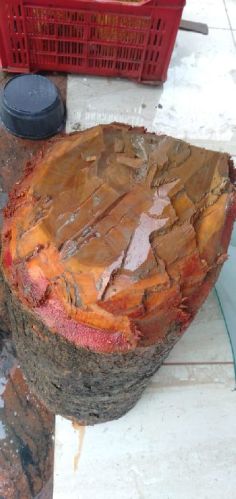 Red Sandal Wood for Decor, Aromatherapy, Religious Purposes