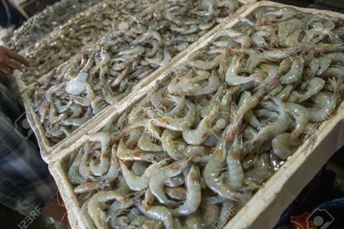 CropsDrop Frozen Prawns, Variety : White Shrimp