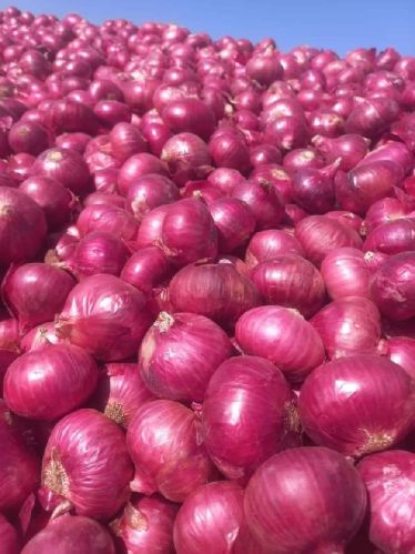 Red Whole Onions, Packaging Size : 1Kg