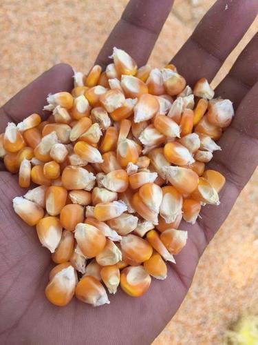 Common Yellow Maize, For Animal Feed, Shelf Life : 6 Months