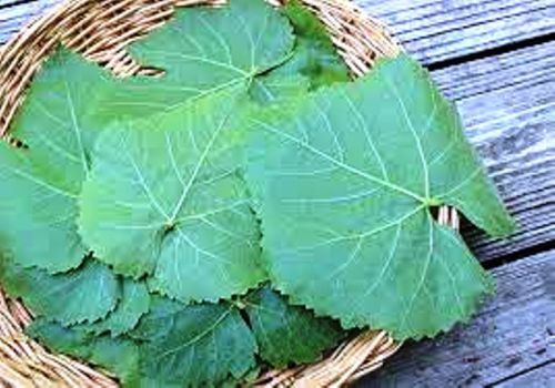 SVM EXPORTS Grape Leaves, Shelf Life : 2 Month