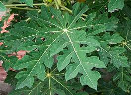 SVM EXPORTS Natural Papaya Dried Leaves, Certification : FSSAI