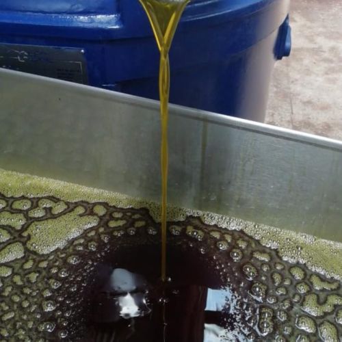 Avocado oil, Packaging Type : Light Dark Green for Production