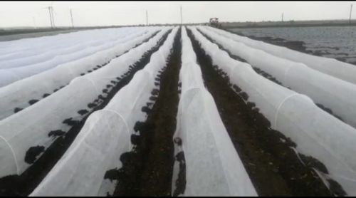 White Plain Non Woven 8 Feet Crop Cover, For Agriculture Use