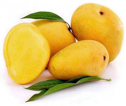 Organic Alphonso Mango, Packaging Type : Plastic Box, Jute Bag