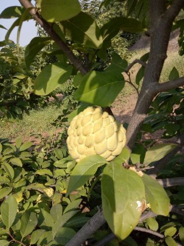 2 Year Custard Apple Plants, Color : Goldan