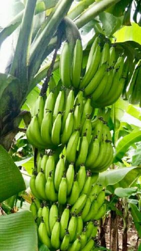 Natural G9 Banana Plant, For Plantation, Taste : Super