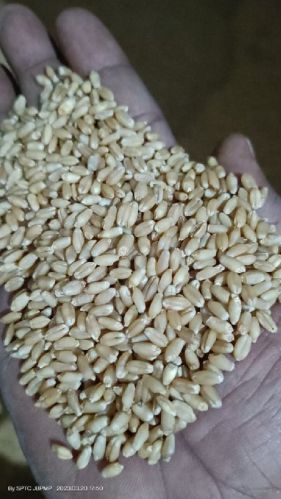 Common Milling Wheat, For Food, Certificate : FSSAI