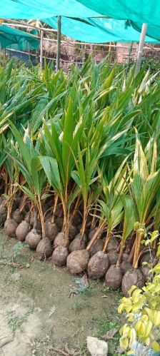 Coconut Plants for Plantation, Agriculture