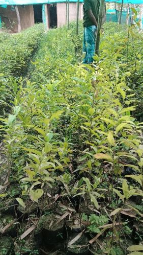 White Sandalwood Plant, Size : 1-2 Feet, 2-4 Feet