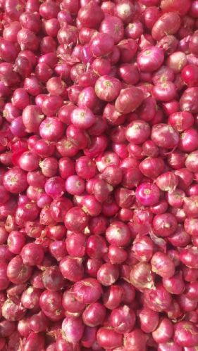 Fresh Red Onion, State Of Origin : Maharashtra