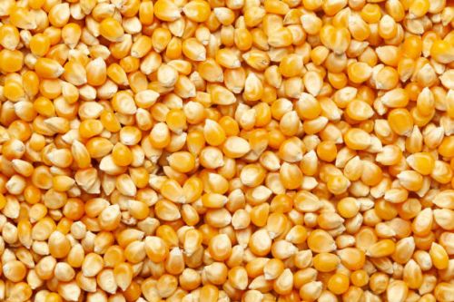 Common Yellow Corn, Style : Dried