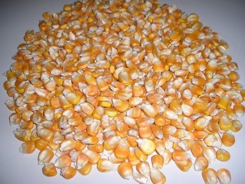 Yellow Maize Seeds, For Cattle Feed