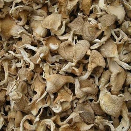 Dry Oyster Mushroom, Quality Available : A Grade