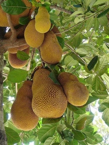 Jackfruit, For Human Consumption