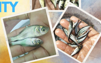 Common Carp Seed, For Fish, Style : Fresh