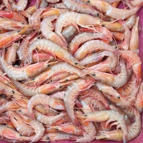 Brown Fresh Prawns, For Cooking, Food, Human Consumption, Making Oil, Style : Dried, Frozen