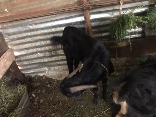 Fresh And Frozen Meat Of Both Goat And Sheep