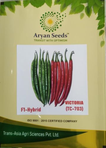 Long Hybrid Chilli Seeds, For Vegetable, Size : 10g