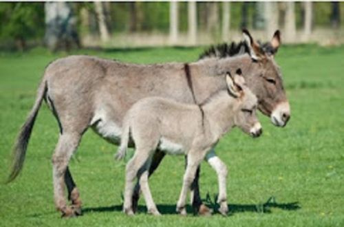 White Liquid Donkey Milk, For Medicine Use, Purity : 99.9%