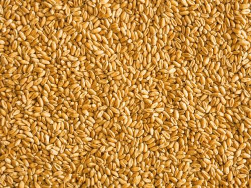 Wheat, Cultivation Type : Natural