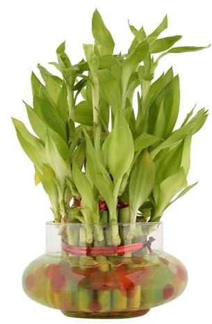 Bamboo Plant, Color : Green