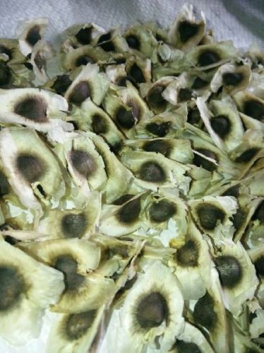 Drumstick Pkm1 Seeds, Color : Brown Green