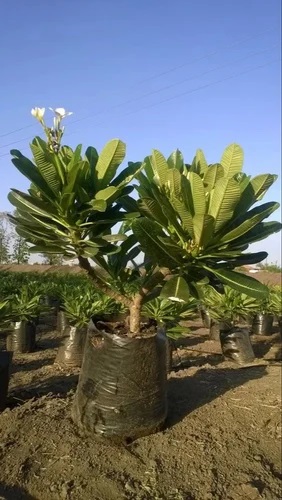 Pansare Nursery Ornamental Plants Tree, For Horticulture, Garden