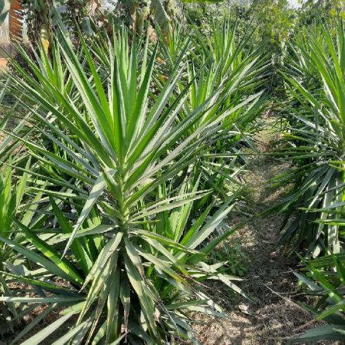 Spineless Yucca Plant, For Hotel, Mall