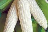 White Corn for Cooking, Animal Feed