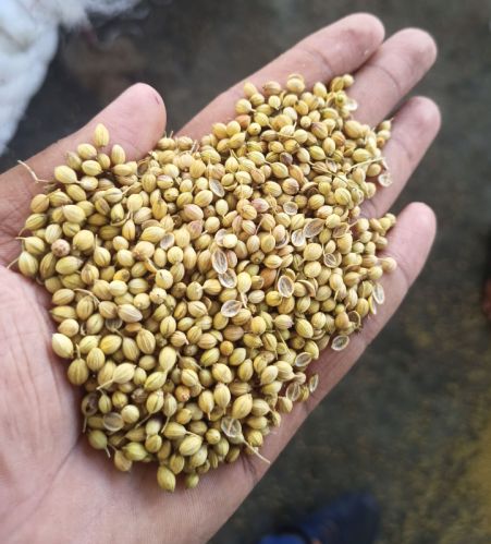 Raw Coriander Seeds, Certification : FSSAI Certified