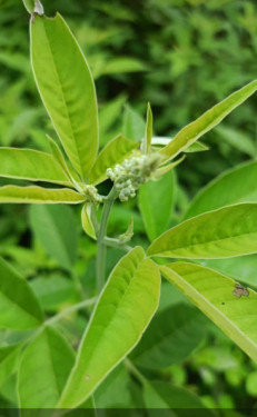 Green Natural Nirgundi Leaf, Style : Fresh