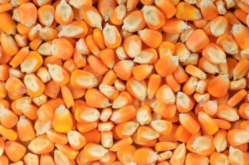 Maize, For Cattle Feed