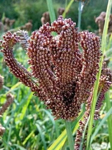 Dark Red Natural Finger Millet Ragi, For Cooking, Packaging Size : 25kg