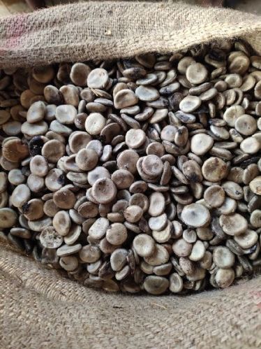 Brown Nux Vomica Seeds